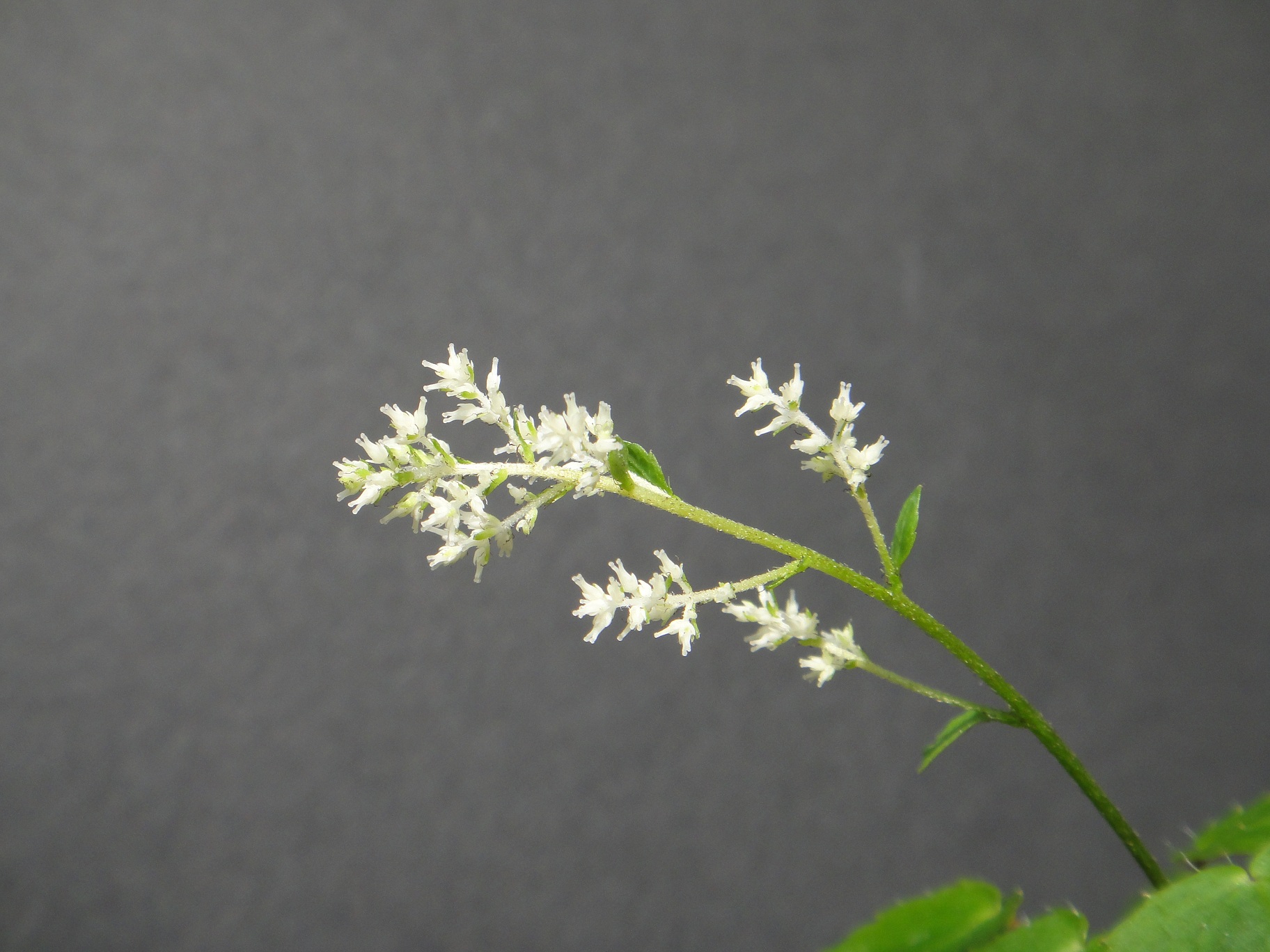 Tanakaea radicans Franchet & Savatier